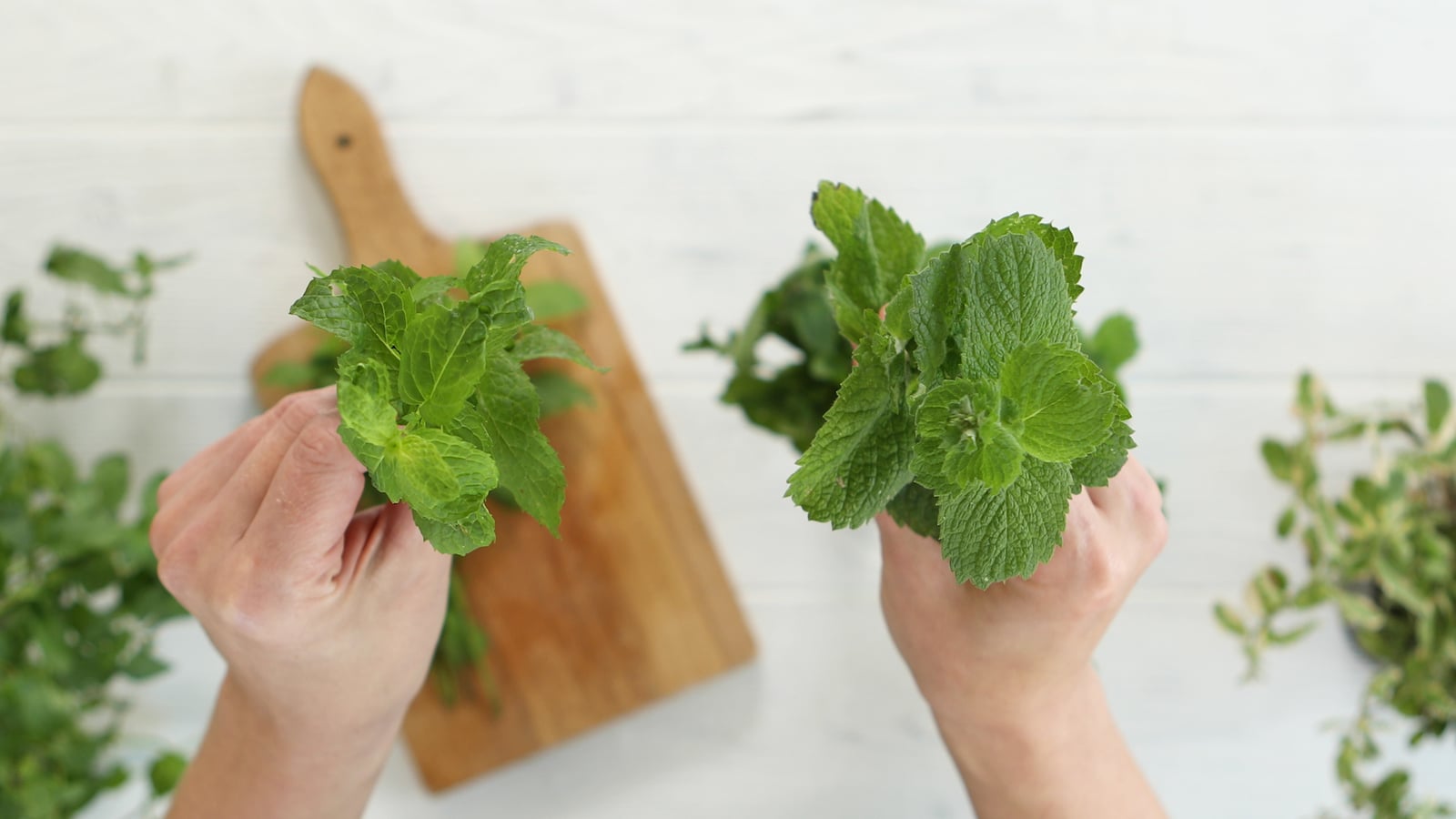 Video Difference Between Mint and Peppermint Dish Works
