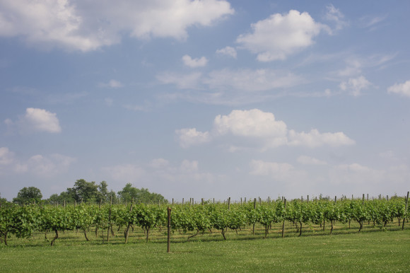 bucks county vineyard