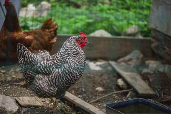 farm chickens