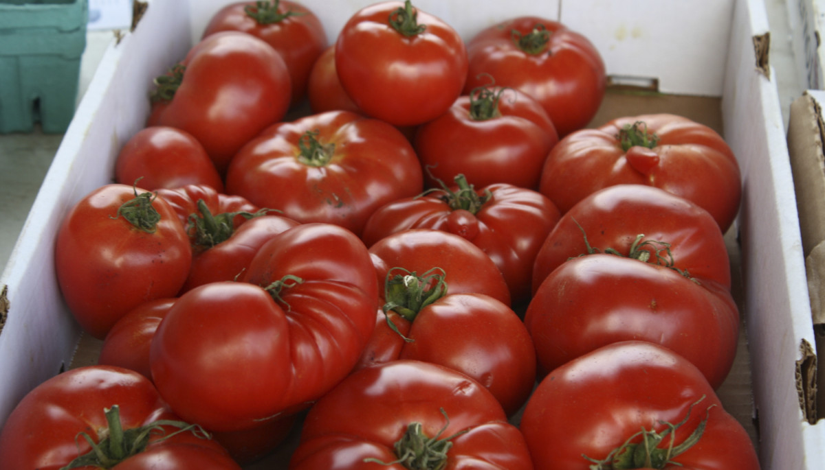 farm market tomatoes