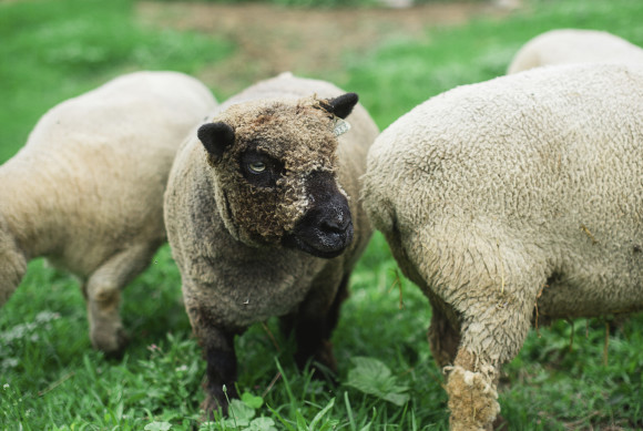 farm sheep