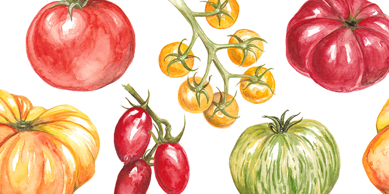painting-tomatoes
